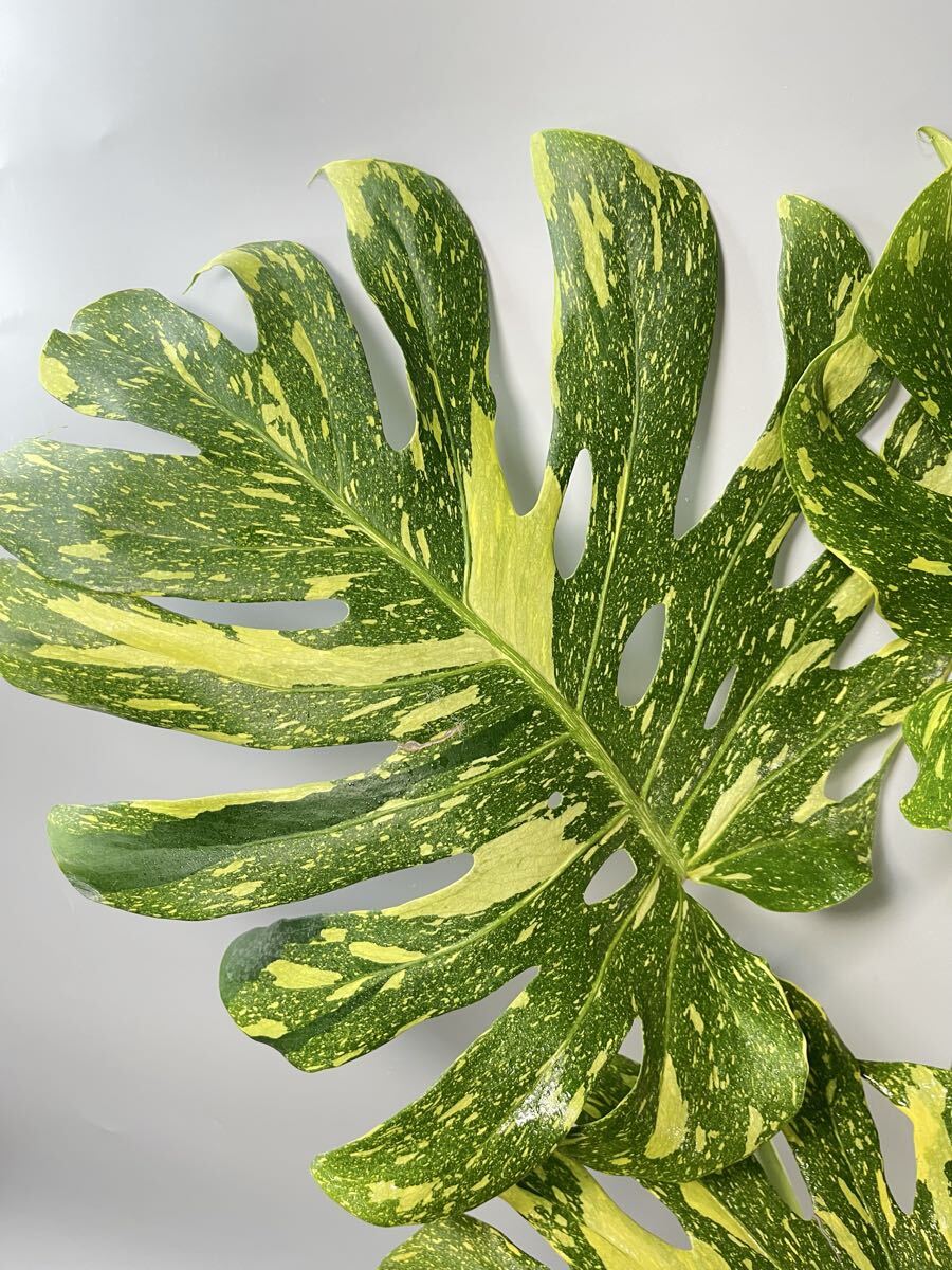 746」BIG! 約70cm〜 Monstera deliciosa Electrolyte KING