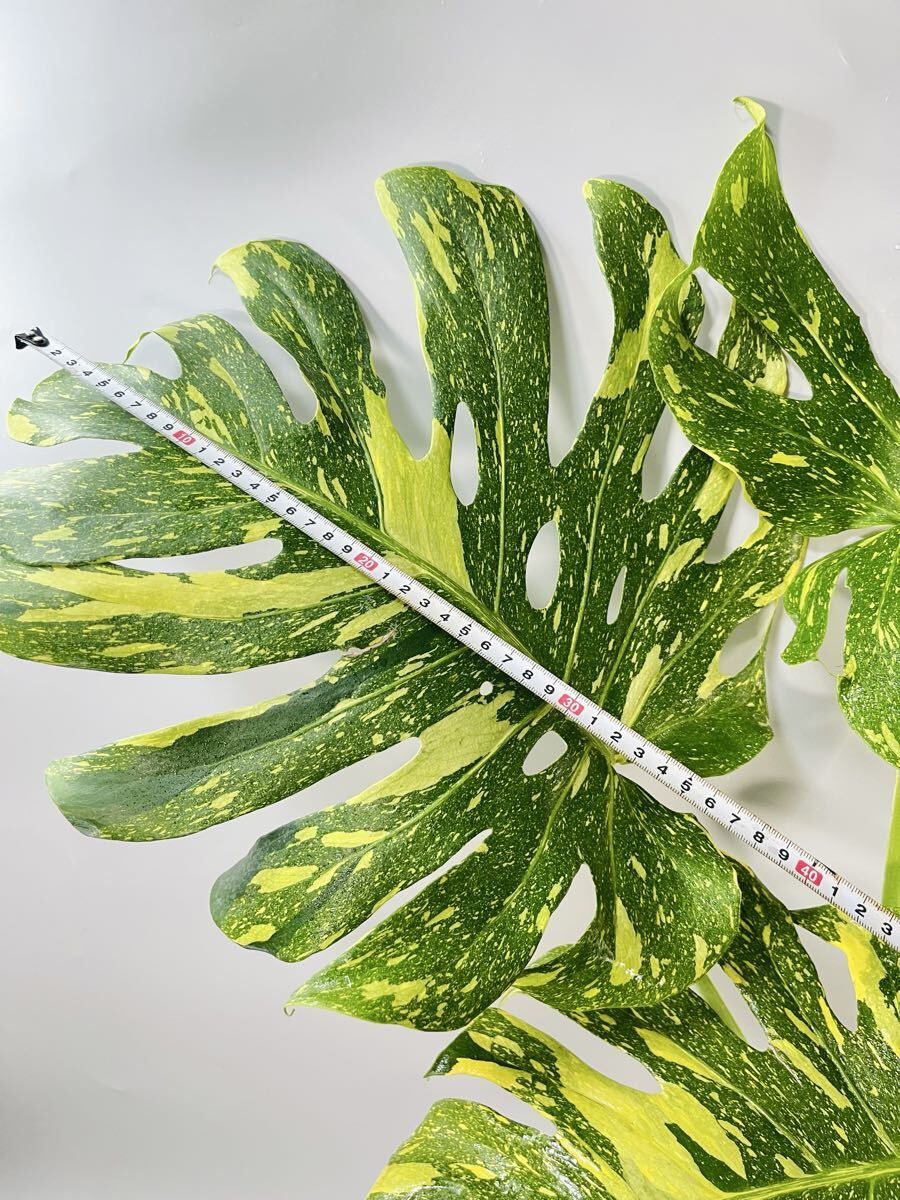 746」BIG! 約70cm〜 Monstera deliciosa Electrolyte KING
