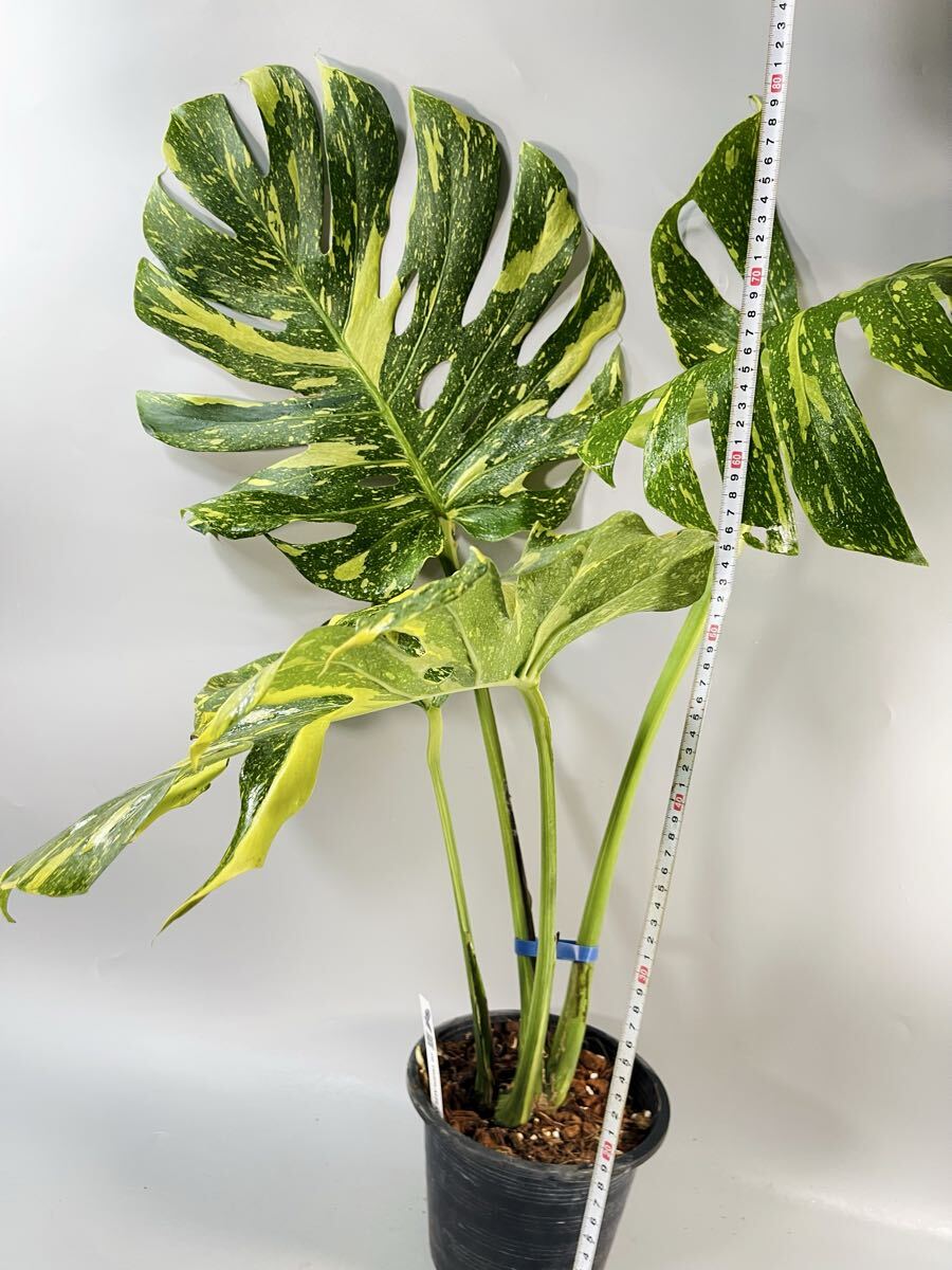 746」BIG! 約70cm〜 Monstera deliciosa Electrolyte KING