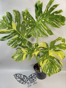 monstera deliciosaのYahoo!オークション(旧ヤフオク!)の相場・価格を