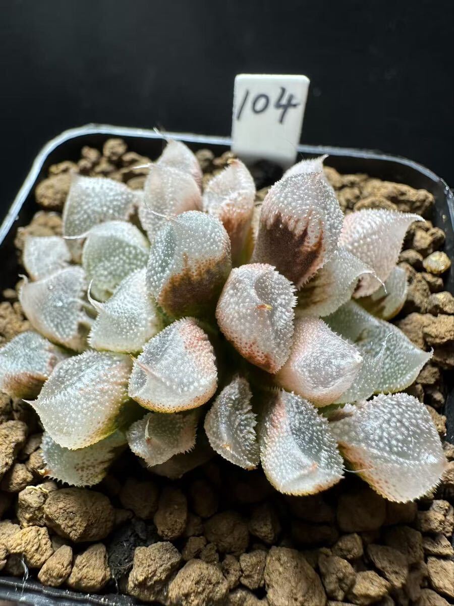 104 多肉植物 ハオルチア 天使寿 自家繁殖 抜き苗発送(サボテン)｜売買