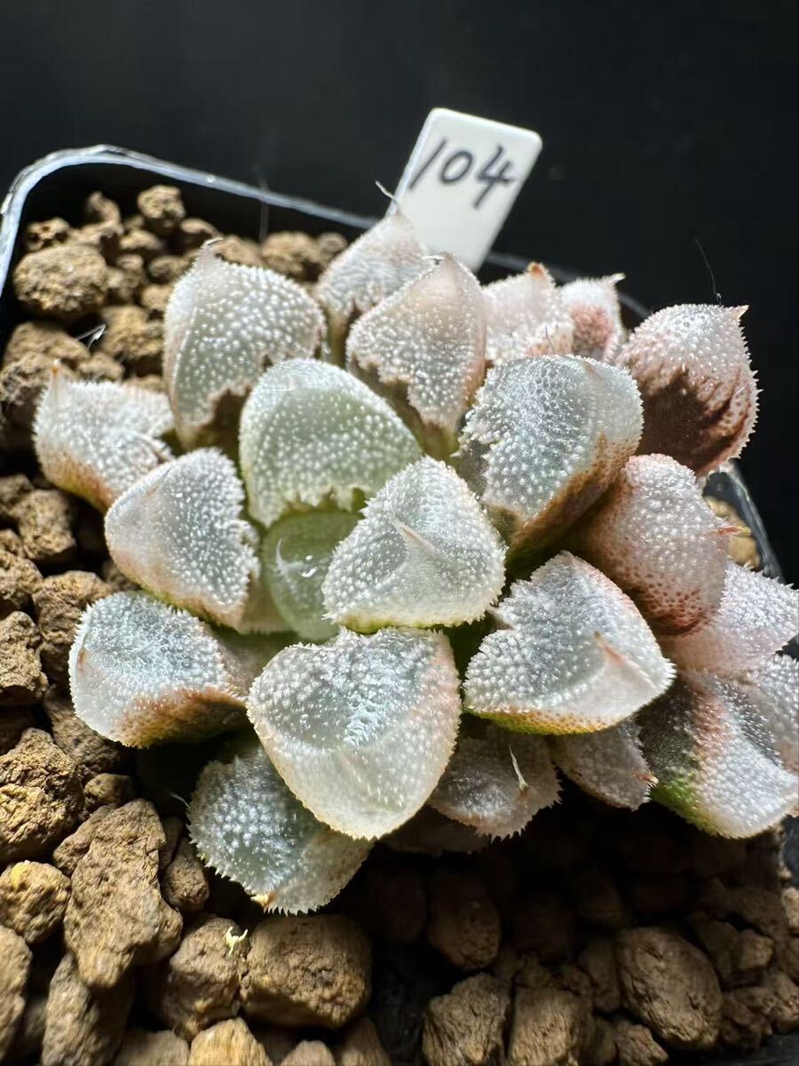 104 多肉植物 ハオルチア 天使寿 自家繁殖 抜き苗発送(サボテン)｜売買