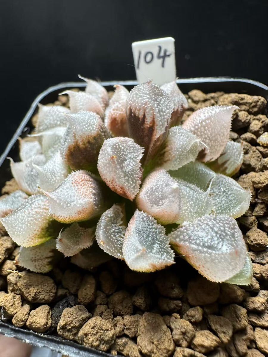 104 多肉植物 ハオルチア 天使寿 自家繁殖 抜き苗発送(サボテン)｜売買