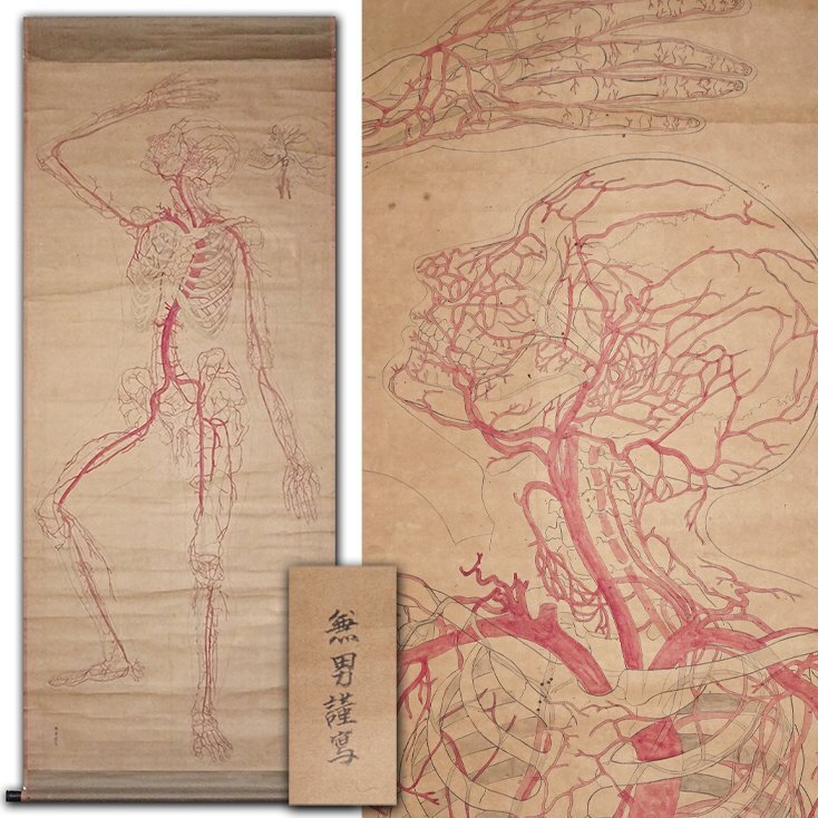 慶應◇明治時代の医学資料 銅版に手彩色『人体血管一覧図』 落款あり