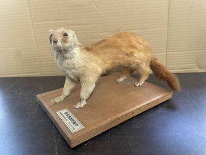 剥製 テンの値段と価格推移は？｜2件の売買データから剥製 テンの価値