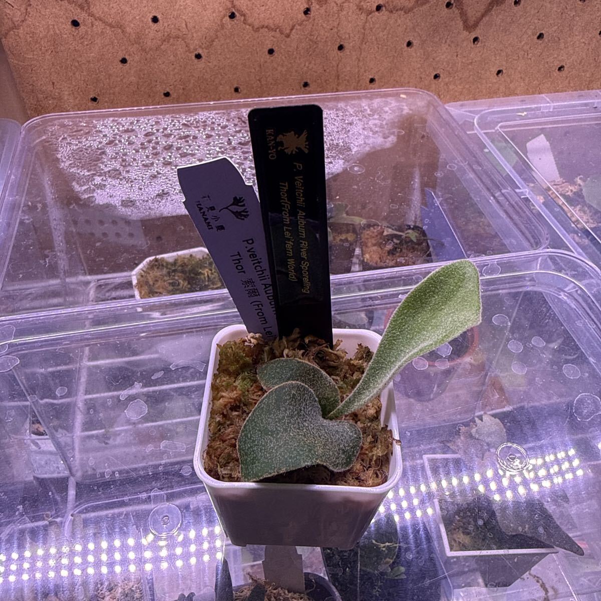 Thor】p.veitchii Auburn river sporeling Thor2(ビカクシダ、コウモリ