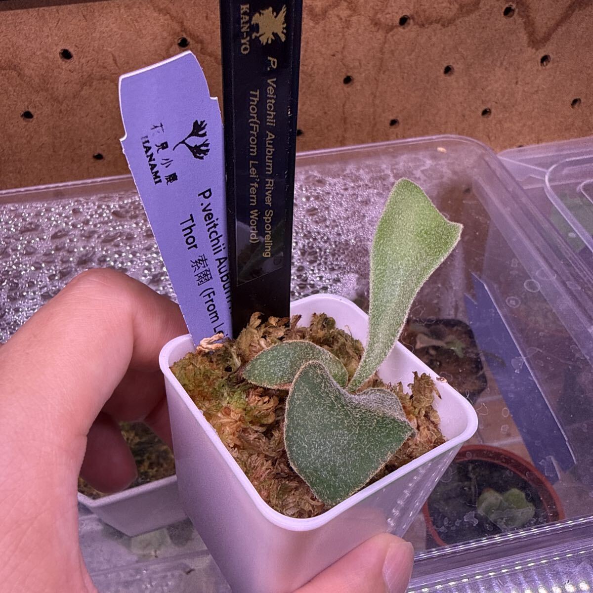 Thor】p.veitchii Auburn river sporeling Thor2(ビカクシダ、コウモリ