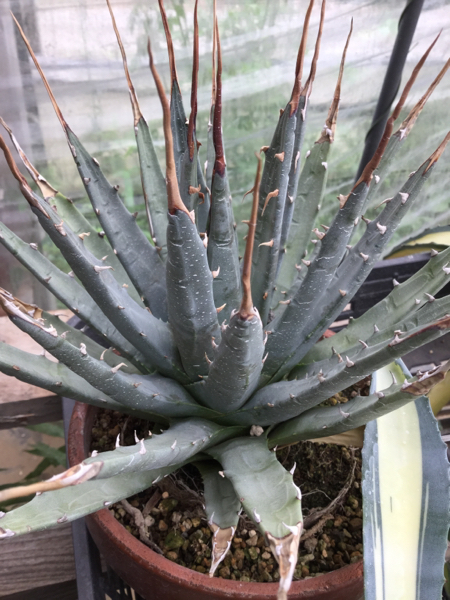 アガベ 種子 Utahensis ユタエンシス 粒 発芽率試験済み アガベ 売買されたオークション情報 Yahooの商品情報をアーカイブ公開 オークファン Aucfan Com