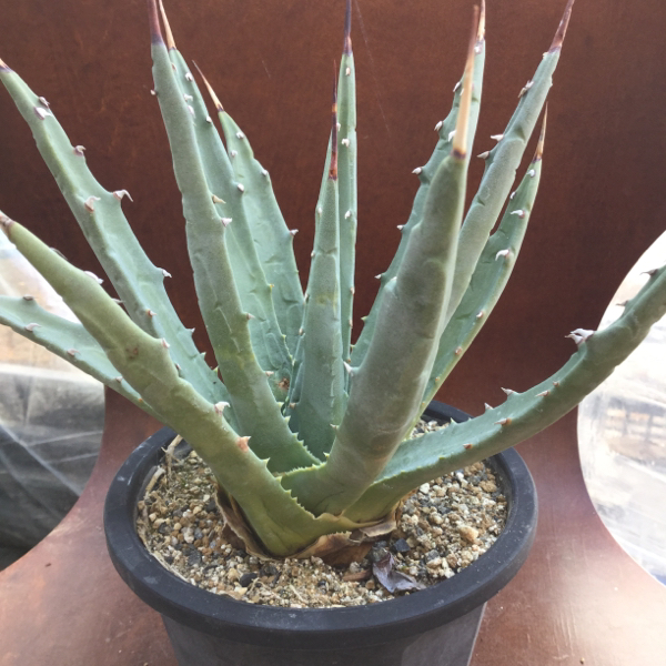 アガベ 種子 Utahensis ユタエンシス 粒 発芽率試験済み アガベ 売買されたオークション情報 Yahooの商品情報をアーカイブ公開 オークファン Aucfan Com