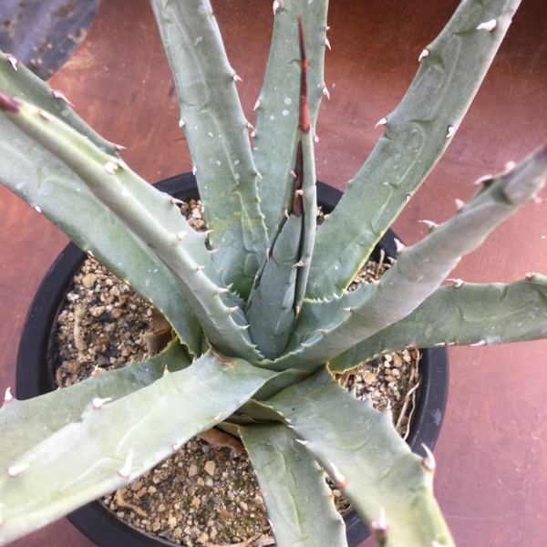 アガベ 種子 Utahensis ユタエンシス 粒 発芽率試験済み アガベ 売買されたオークション情報 Yahooの商品情報をアーカイブ公開 オークファン Aucfan Com