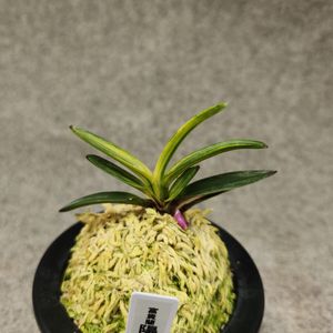 寒蘭のYahoo!オークション(旧ヤフオク!)の相場・価格を見る｜Yahoo