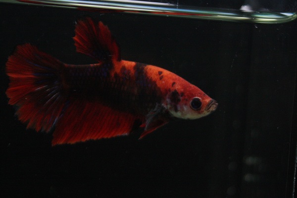 動画 約5.5cm 日本には絶対いない ジャイアントHM鯉 メス9400