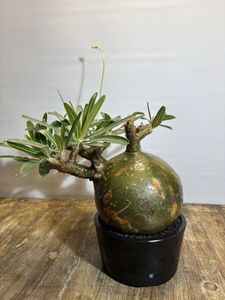 Yahoo!オークション(旧ヤフオク!)の観葉植物の相場・価格を見る｜Yahoo