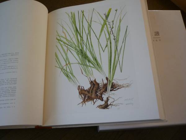薬用植物画譜 小磯良平 画集 薬用植物画譜」小磯良平⁄日本臨床 薬用植物画譜 小磯良平 画集 薬用植物画譜」小磯良平⁄日本臨床