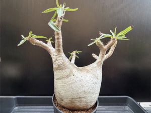 パキポディウム グラキリスの値段と価格推移は？｜5764件の売買データ