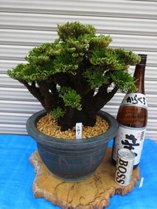 いわひば イワヒバの値段と価格推移は？｜35件の売買データからいわ