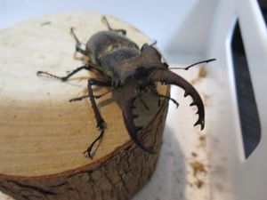 ミヤマクワガタ ♀の値段と価格推移は？｜876件の売買データから