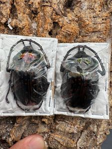 バターレルテナガコガネ♂の値段と価格推移は？｜9件の売買データから