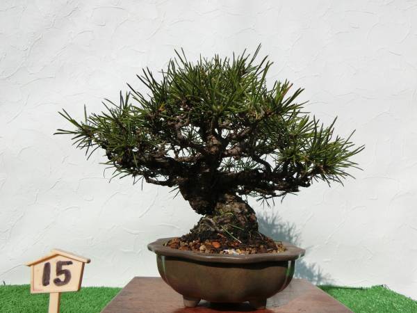 №15 三河黒松（小品）　実生40年　鉢（中国） 格安出品