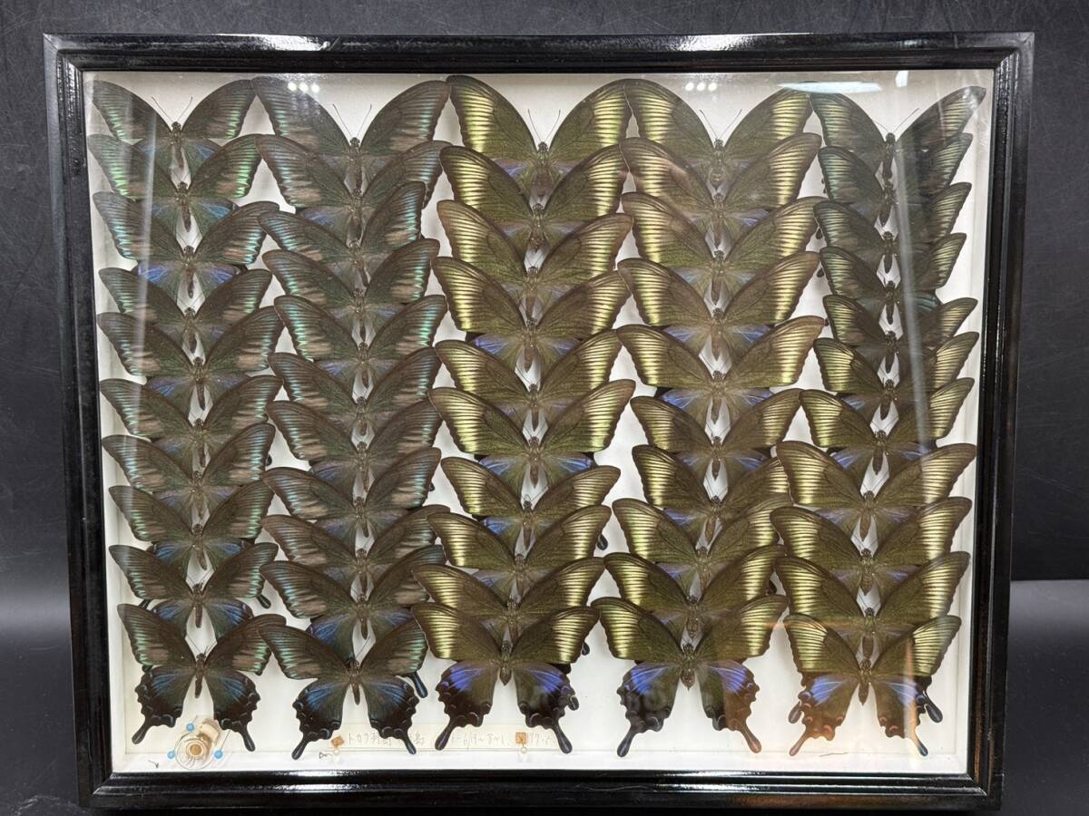 美麗 入手困難 インド産 タミラナルリモンアゲハ ☆ 蝶 標本 インド南部産 タミラナルリモンアゲハ美麗大型雄 採集品☆
