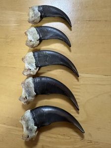 熊爪の値段と価格推移は？｜19件の売買データから熊爪の価値がわかる