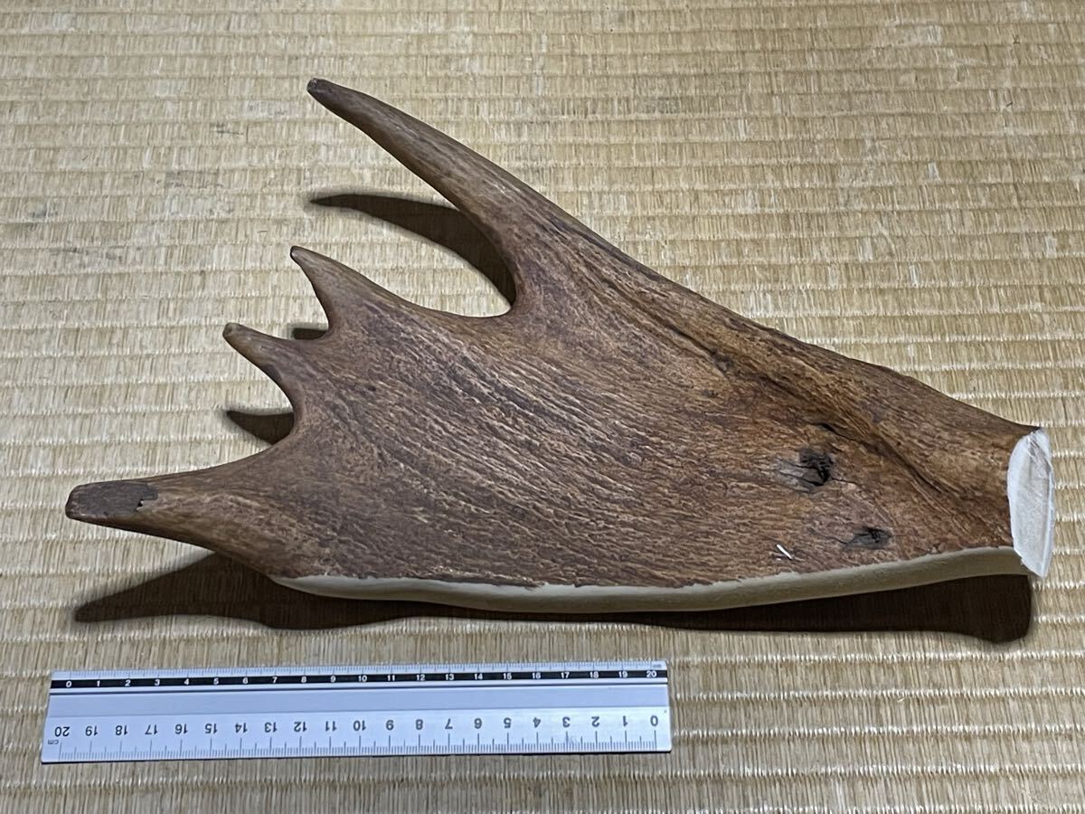 ヘラジカ　角 ヘラジカ 角の値段と価格推移は？｜16件の売買データからヘラジカ 角の