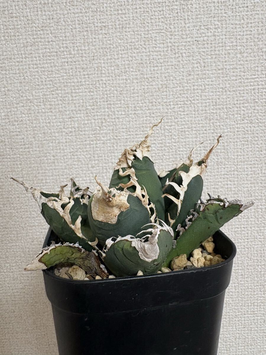 チタノタオテロイの値段と価格推移は？｜789件の売買データから