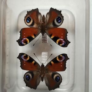 クジャクチョウ 標本の値段と価格推移は？｜3件の売買データから
