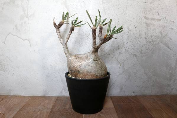 グラキリス パキポディウム Pachypodium GARDEN | 発根済 現地株