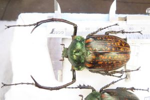 カブトムシ 標本の値段と価格推移は？｜28件の売買データから
