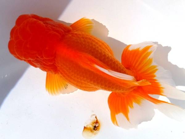 豪華！！【　伊勢オランダ　当歳魚　】　１４㎝・雌● ①　動画