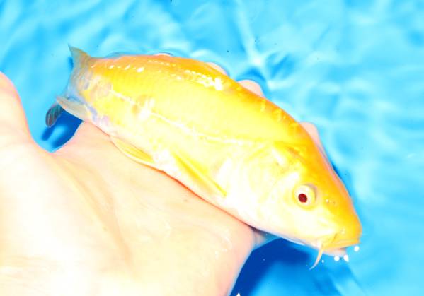 アルビノ　黄鯉　ドイツ　◆東北元気錦鯉◆
