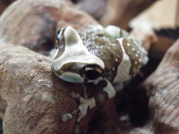 ★ミルキーフロッグ（オス）カエル・ガエル from SCRATCH