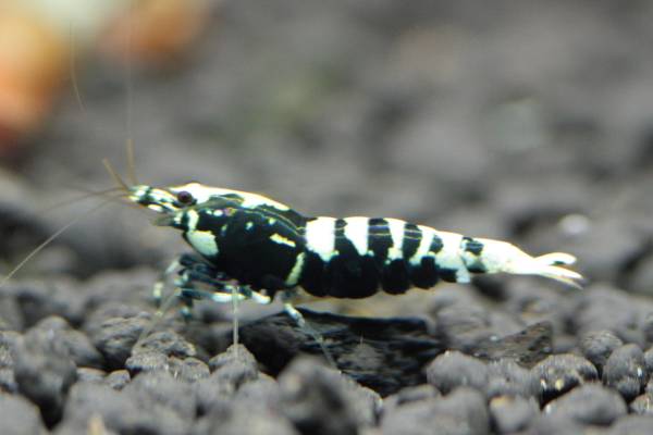 【K2エビ】★Dot-R シュリンプ♂♀初抱卵ペア（メタパープル系）