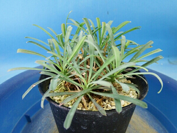 サボテン 多肉植物 110 Euphorbia ムルチフォリア ユーホルビア