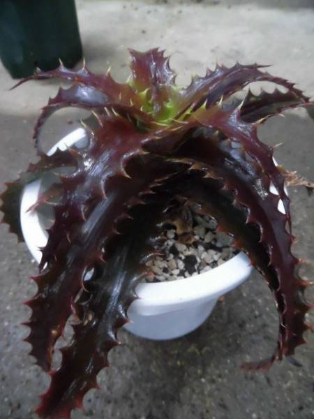 ＫＮ　オルトフィタム　‘ブリットル　スター‘