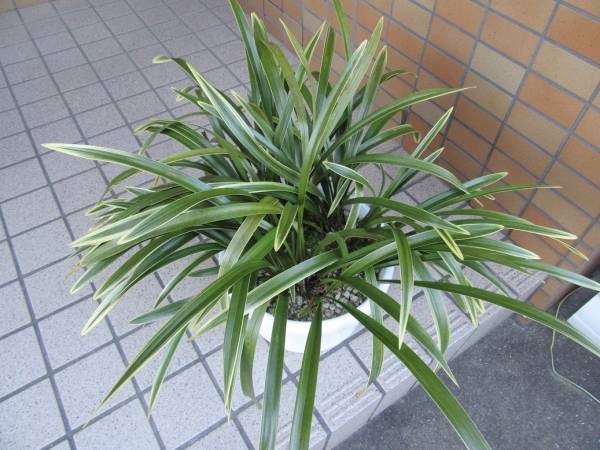 ささ丸☆蜜蜂、即戦力！＜9号鉢36条花芽４コ付＞キンリョウヘン