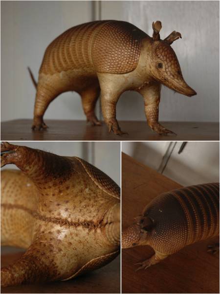 希少！ アルマジロ 剥製 希少動物 珍品 XZ4035 A' 博士の部屋