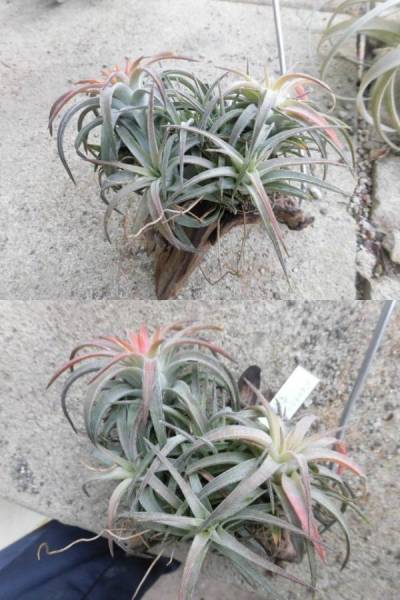 チランジア イオナンタ バンハイニンギー838 | PROTOLEAF KN