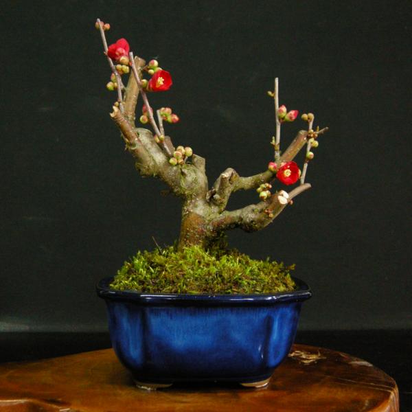 【大人気，高品質】 一起園芸 木瓜 ボケ：品種名 黒潮 02 濃い紅花種 品種(その他)｜売買されたオークション情報、yahooの商品情報をアーカイブ公開 - オークファン その他