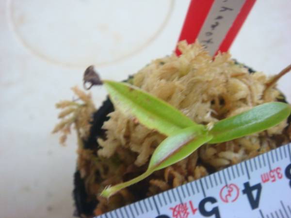 食虫植物N. xtrusmadensis AW clone:1 Nepenthes x trusmadiensis