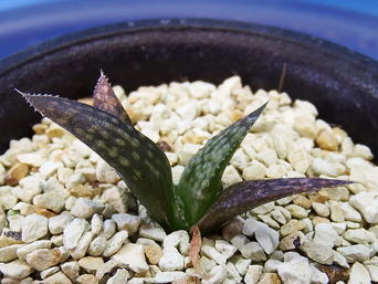 サボテン 多肉植物 77 ハオルチア Bパルテノン