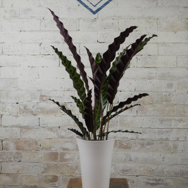 カラテア ランキフォリア 葉のコントラストが綺麗な植物 6号 観葉植物 売買されたオークション情報 Yahooの商品情報をアーカイブ公開 オークファン Aucfan Com