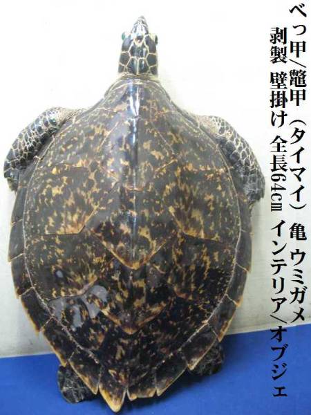 べっ甲/鼈甲（タイマイ）亀 ウミガメ 剥製 壁掛け 全長64cm インテリア