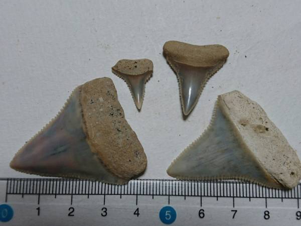 千葉県市宿産ホホジロザメの歯 サメの歯 千葉県市宿産 ホオジロザメの歯上下セット品、最終出品(化石
