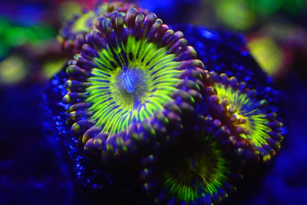 セレクトマメスナ ダンデライアン 大小5粒