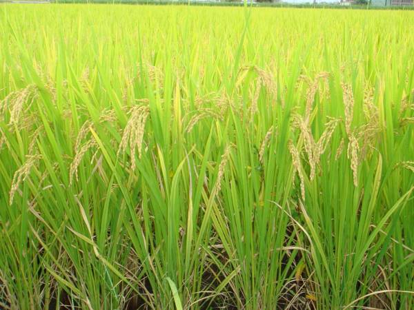 公式通販 玄米30キロ 栃木県産コシヒカリ | コシヒカリ 玄米 栃木県産 