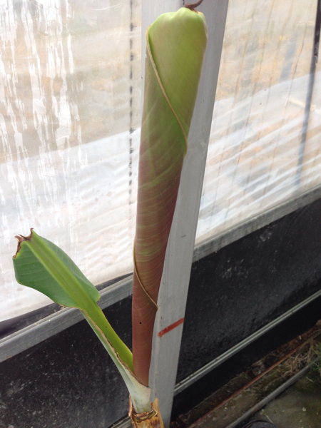 レッドタイガー バナナ苗・約１m・株分後10日・ ６号鉢