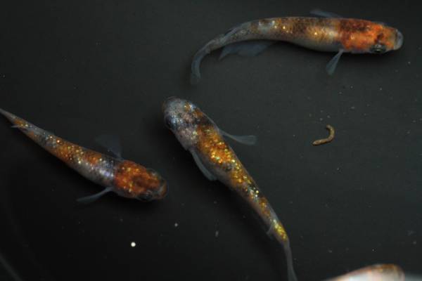 最強三色柄 良柄レインボーラメ幹之メダカの有精卵１０個 A めだか 売買されたオークション情報 Yahooの商品情報をアーカイブ公開 オークファン Aucfan Com