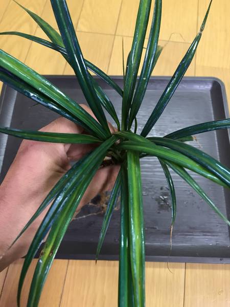 マパニア カウダータ マパニア マパニア カウダータ Mapania caudata